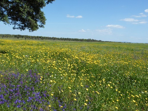 Passeio no campo 2.jpeg