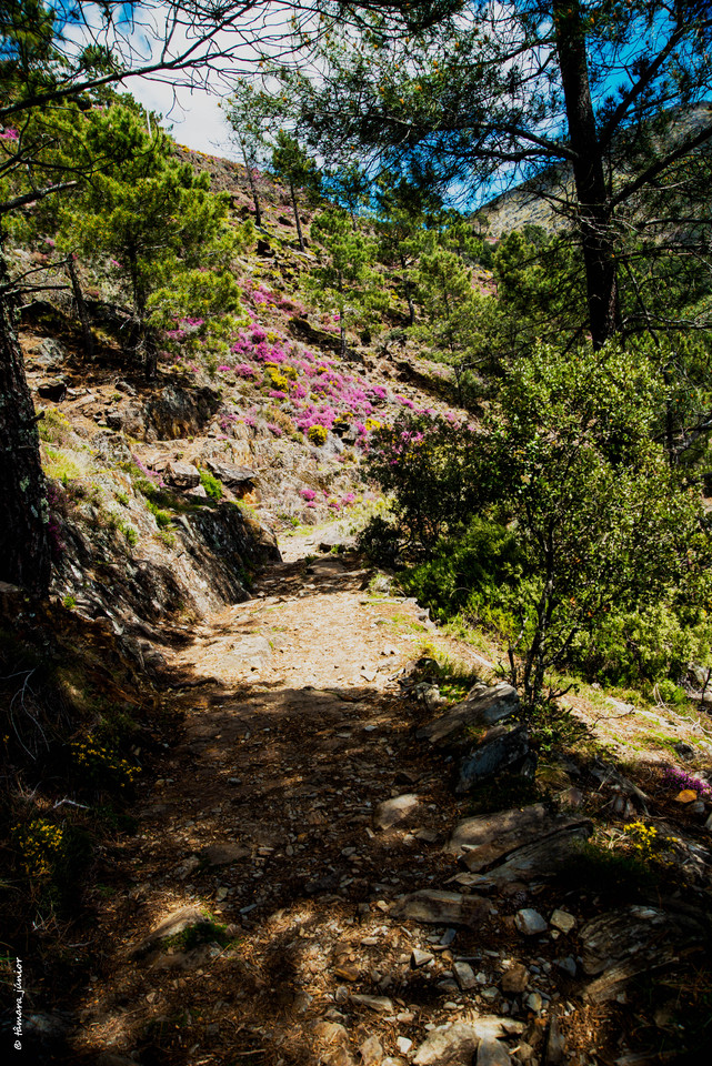 2015 - Alvarenga-Senhora da Mó-Regoufe-Drave (393