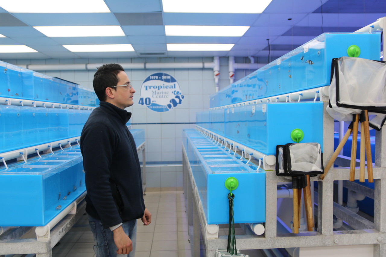 andré corga, Tropical Marine Center andré corga, Tropical Marine Center