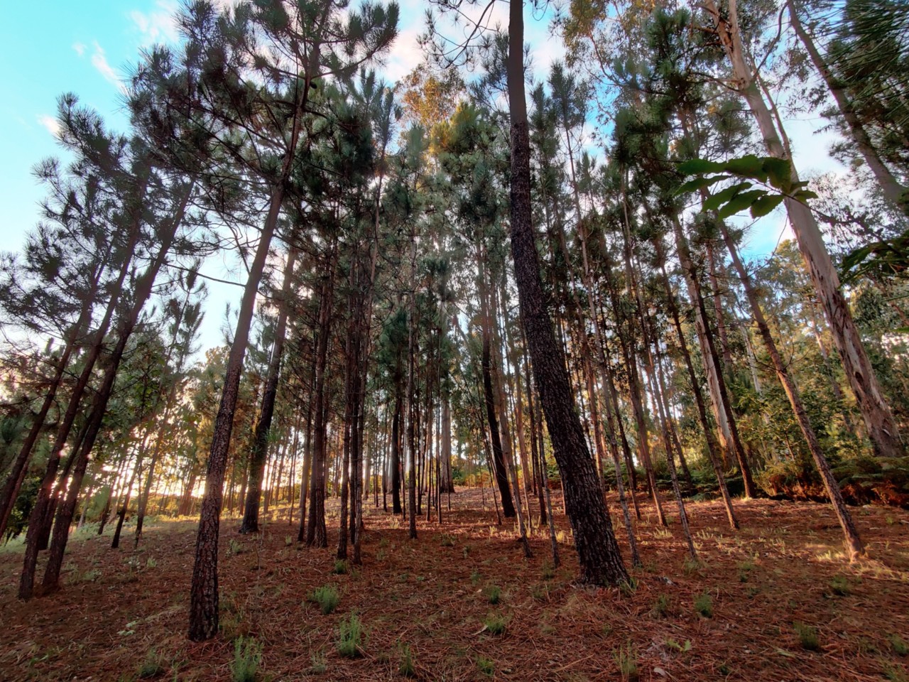 Outono bosque na Plaina.jpg