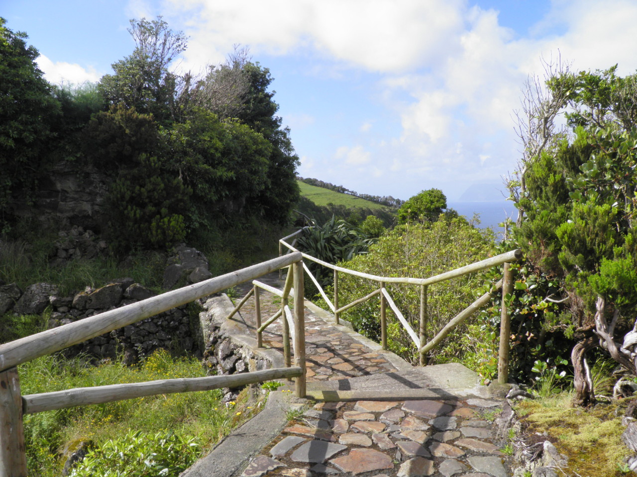 Ponta Ruiva, Flores (2).JPG