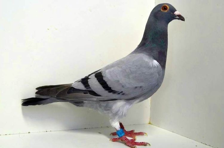 301-526-16.jpg 301-526-16.jpg