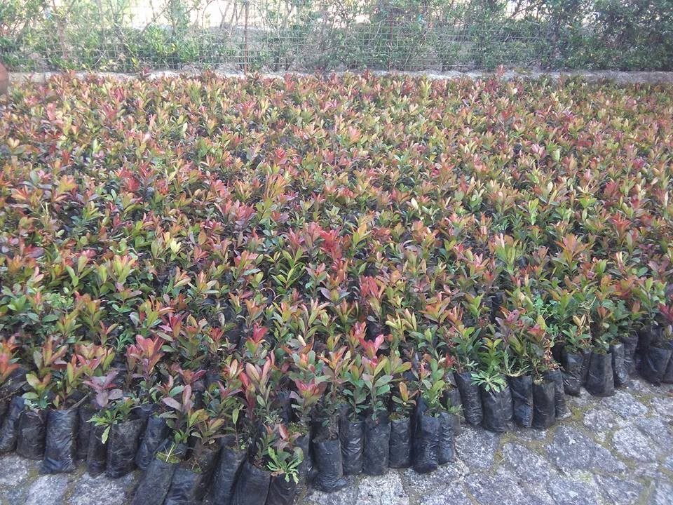 16831145_1320721887974562_6507628523253357528_n.jp