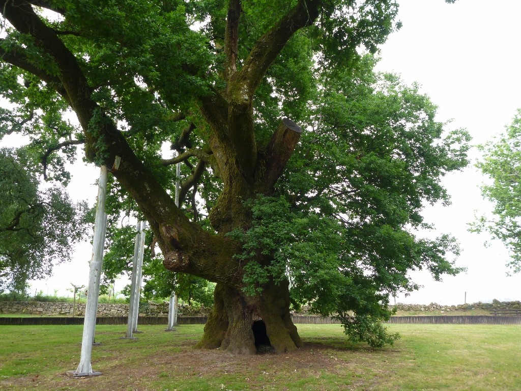 carvalho mais antigo.jpg