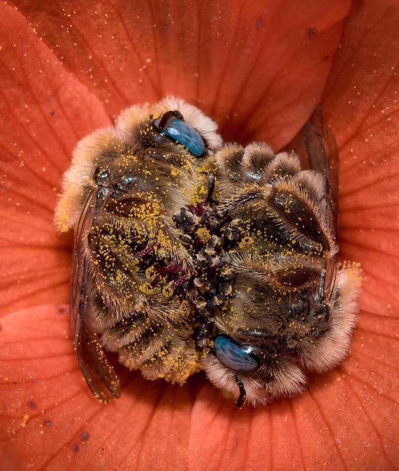 abelhas dormindo.jpg