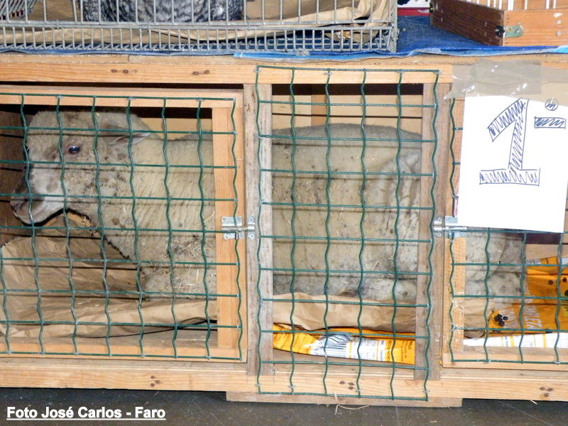 Aljustrel 2017 033.JPG