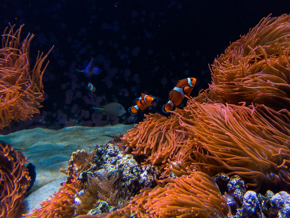 DSC00286.jpg DSC00286.jpg