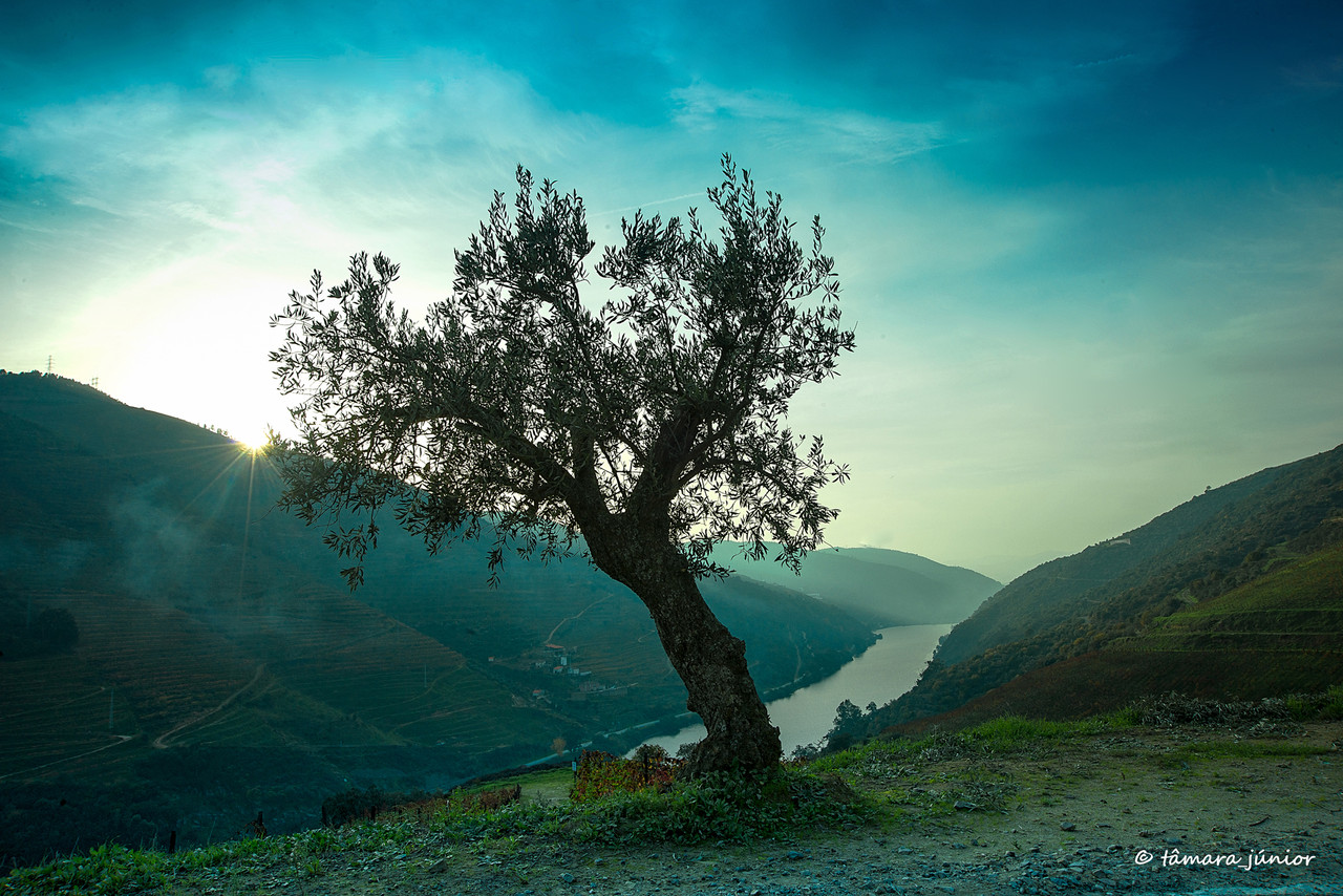 2015 - Outono no Douro Vinhateiro IIII (446).jpg