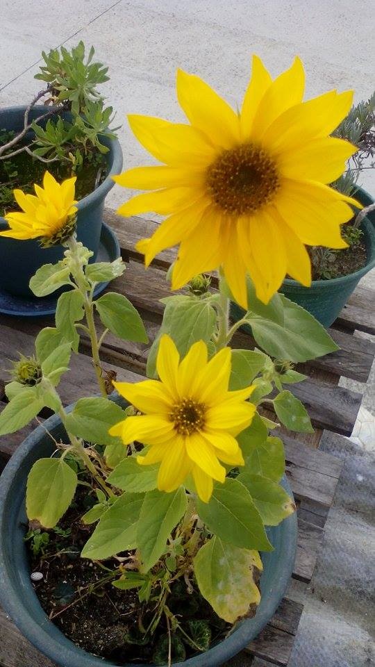 12233168_1185511894797953_903369544_n (1).jpg