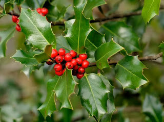Ilex-aquifolium-frutos.jpg Ilex-aquifolium-frutos.jpg