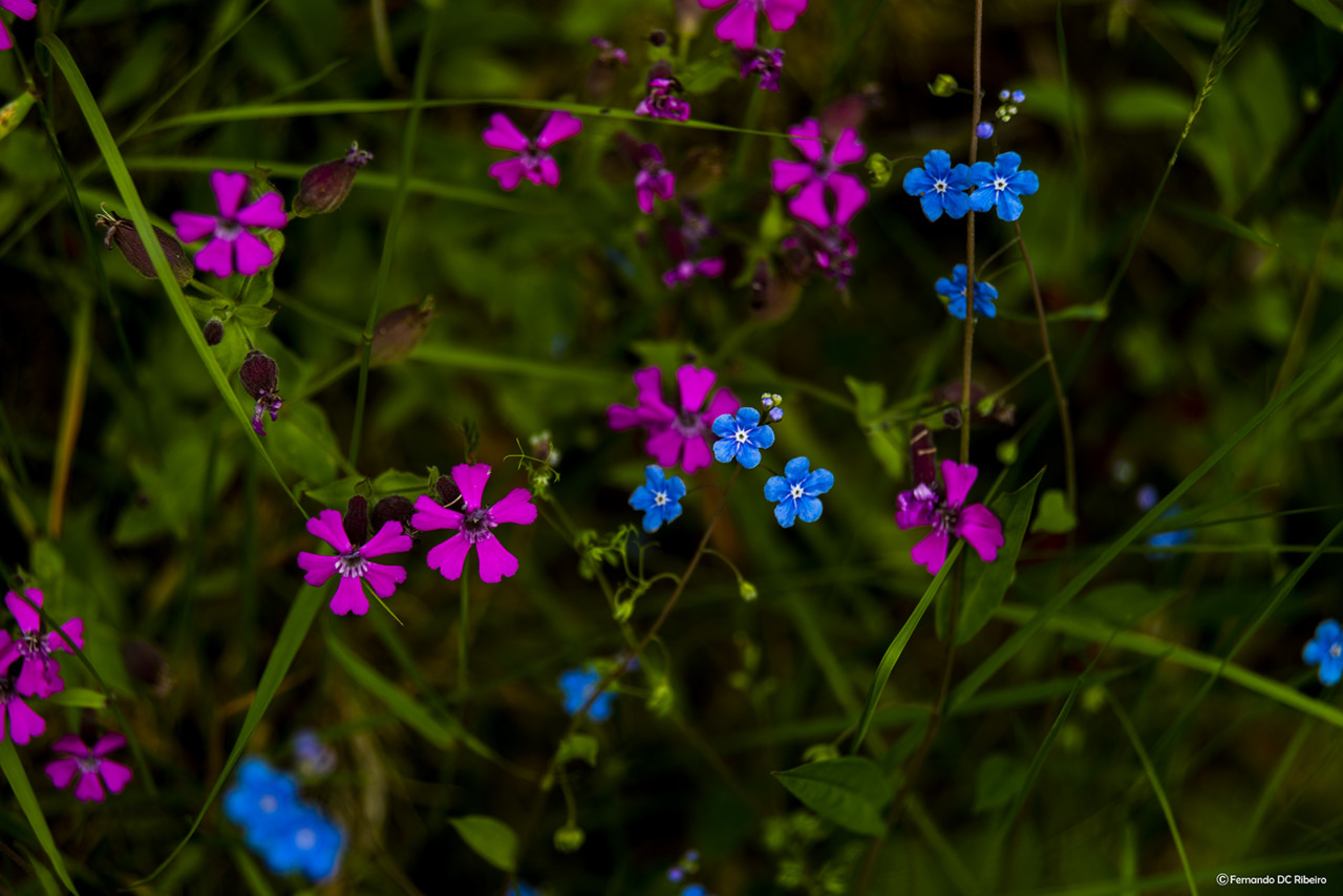 1600-borralha (29).jpg 1600-borralha (29).jpg