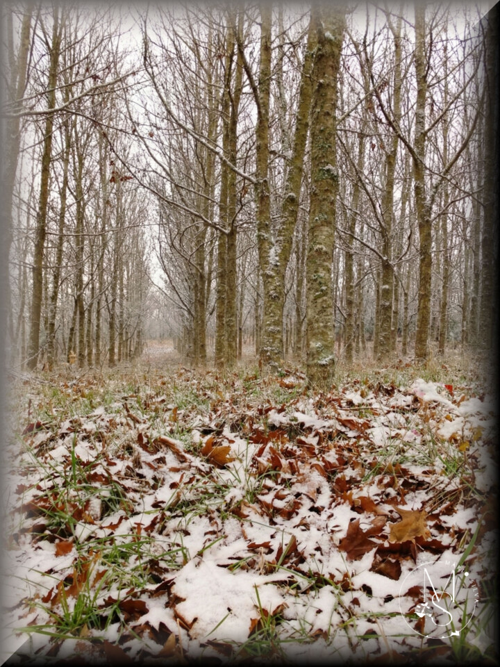 26Dez Gemini_Generated_Image_5jn9lj5jn9lj5jn9_ms.j