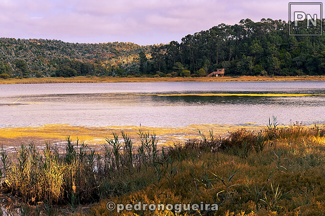 Ago_2025_024 650px.jpg