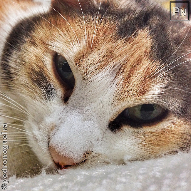 Dez_2017_021b 650px.jpg