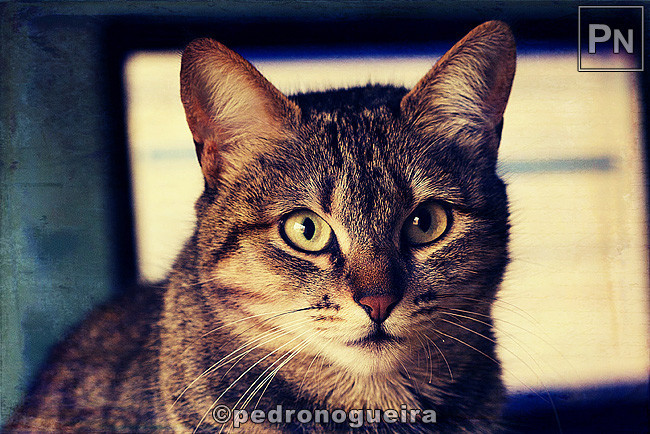 087_MG_0225 cropped iPhone (b) 650px.jpg