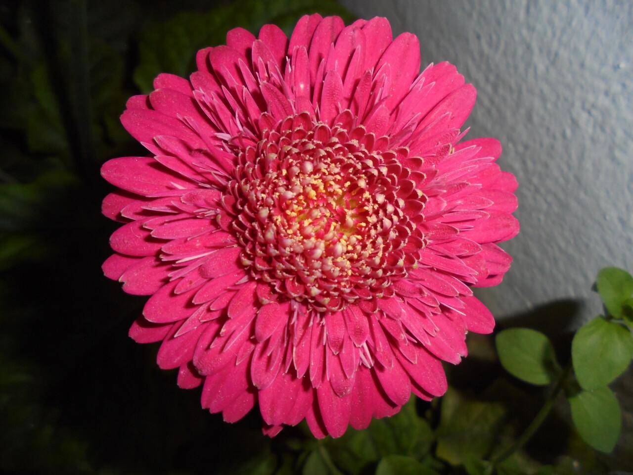 gerbera