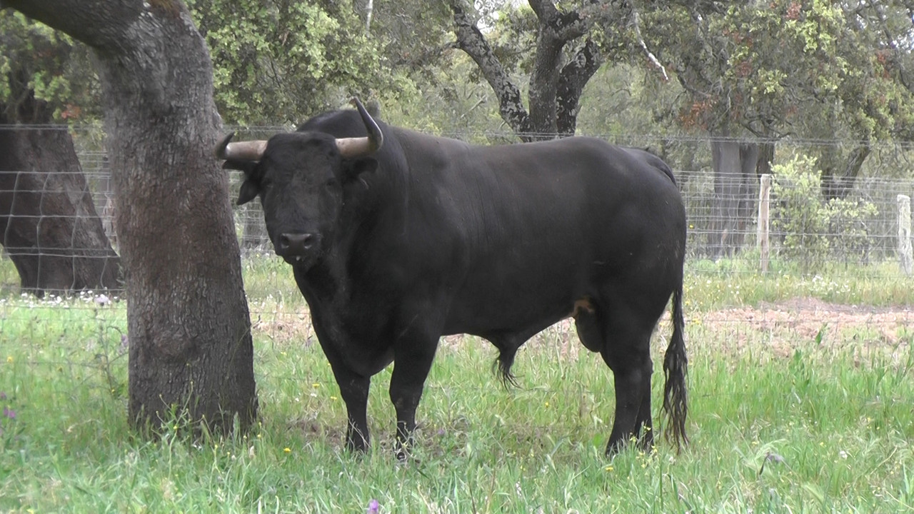 ganadaria branco nuncio (1).jpg