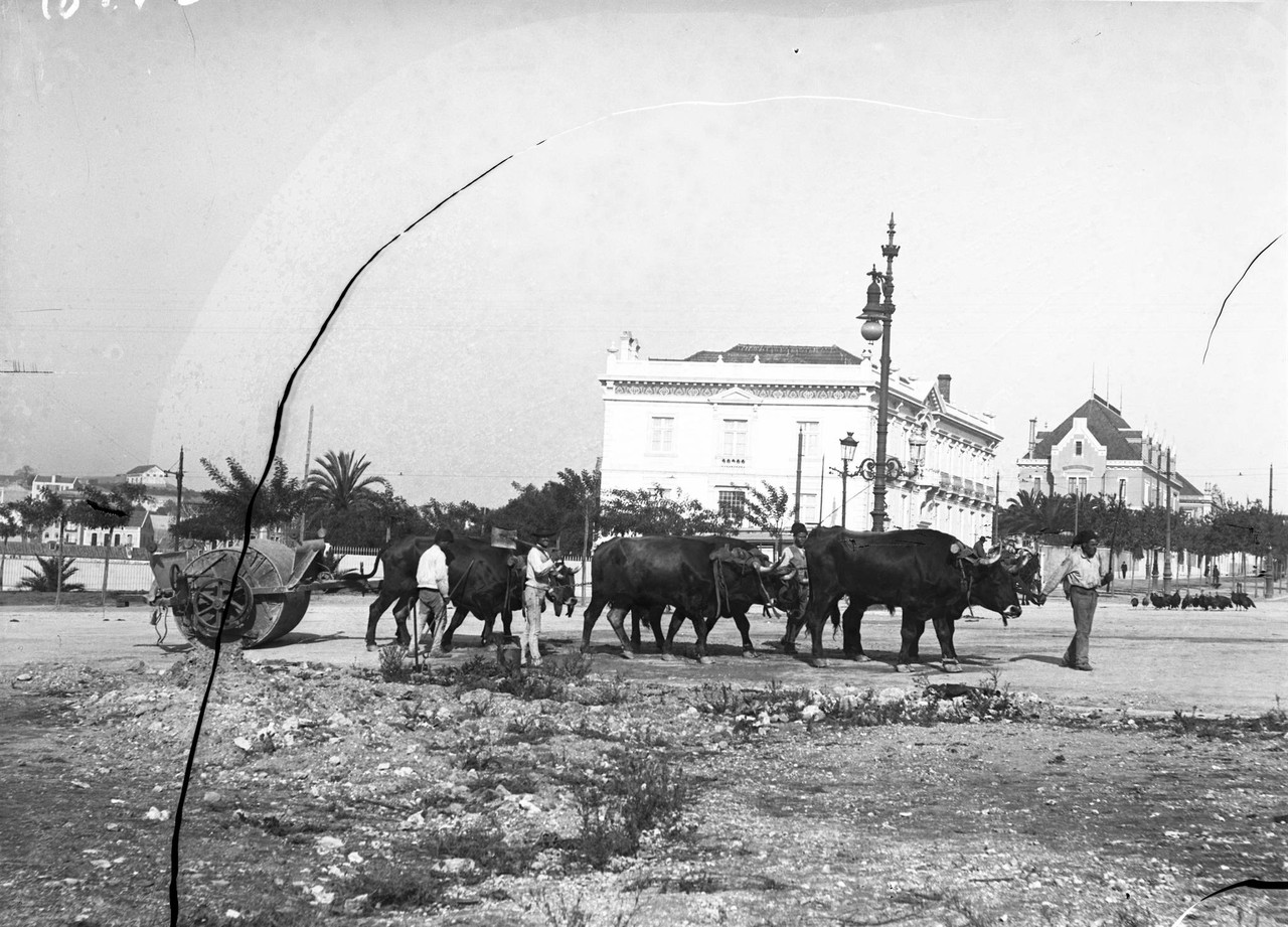 Obras de pavimentação, bois puxando um cilindro,