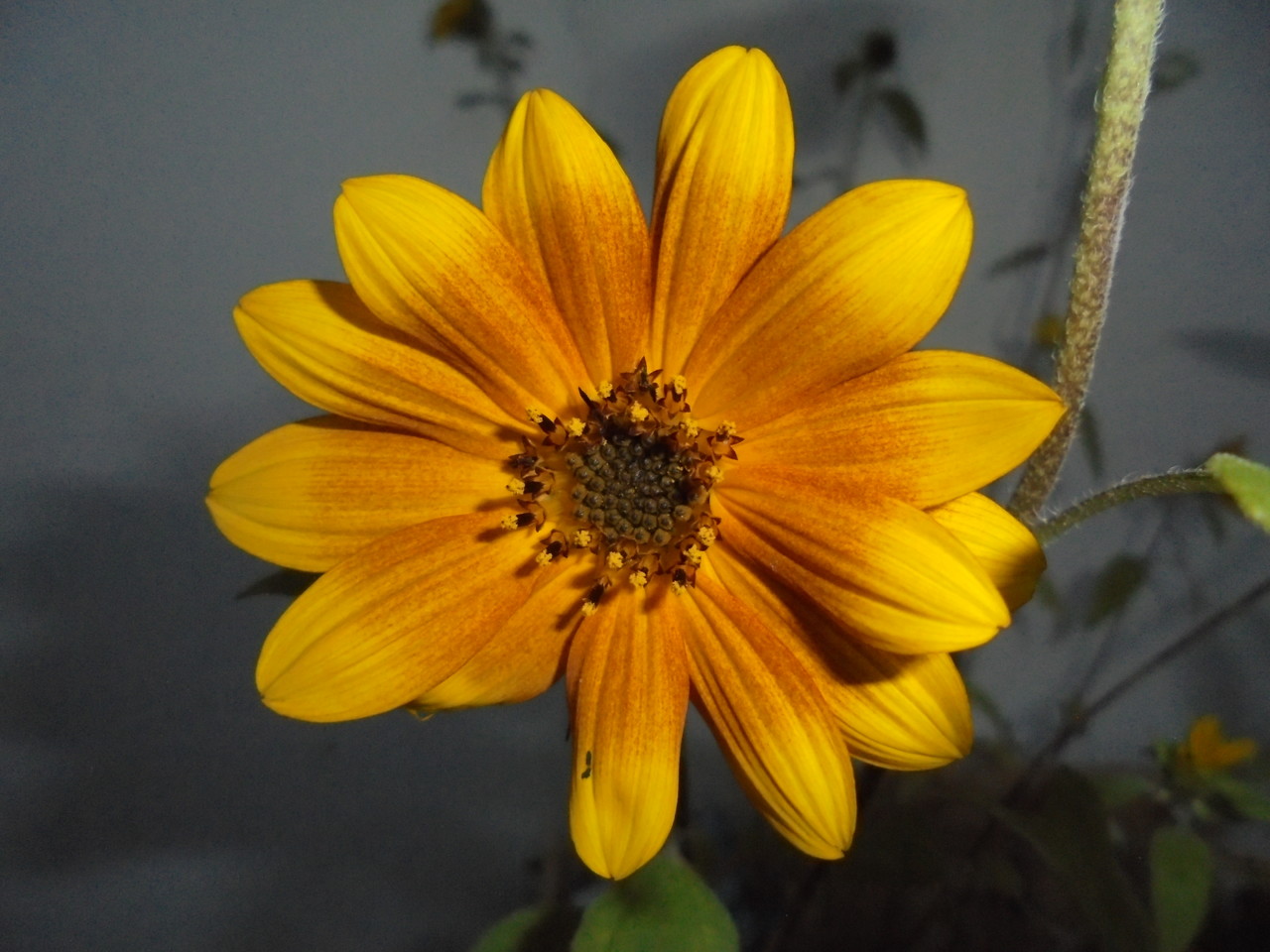 Girassol_C.JPG