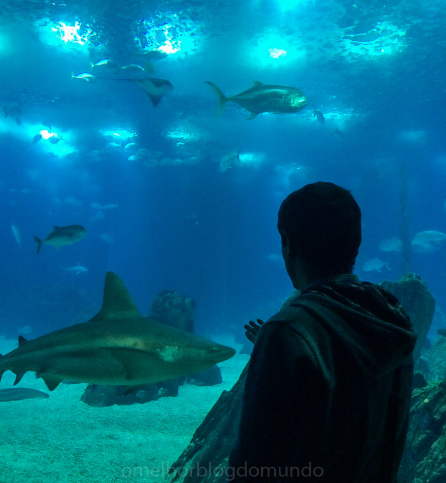 IMG-20160109-WA0005.jpg IMG-20160109-WA0005.jpg