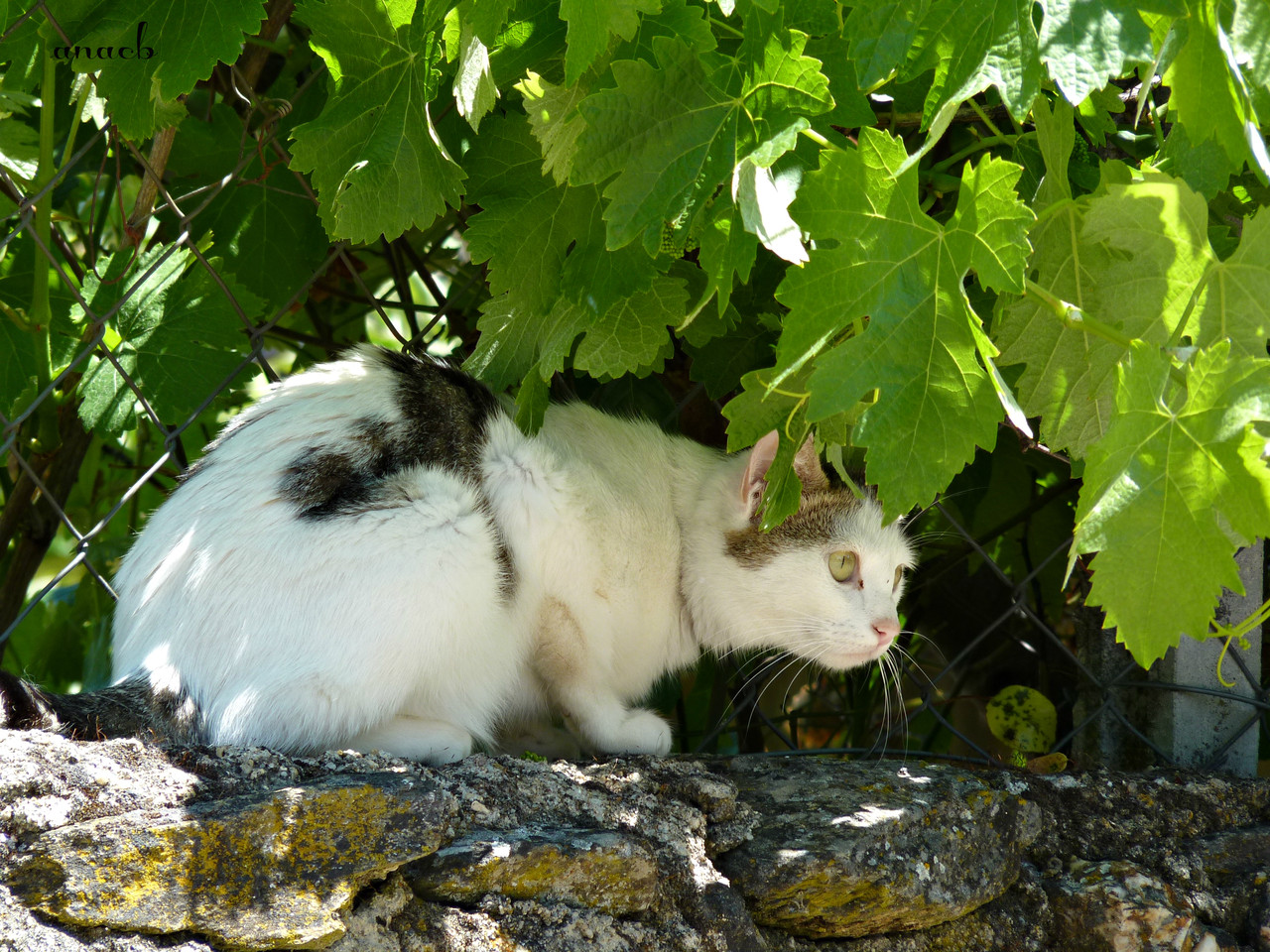 Idanha-a-Velha (113) gato.jpg