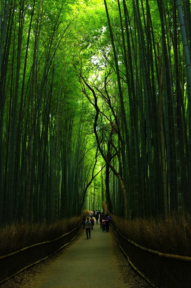 Bamboo-Forests.jpg Bamboo-Forests.jpg