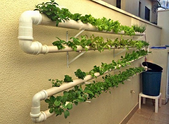 hidroponia doméstica