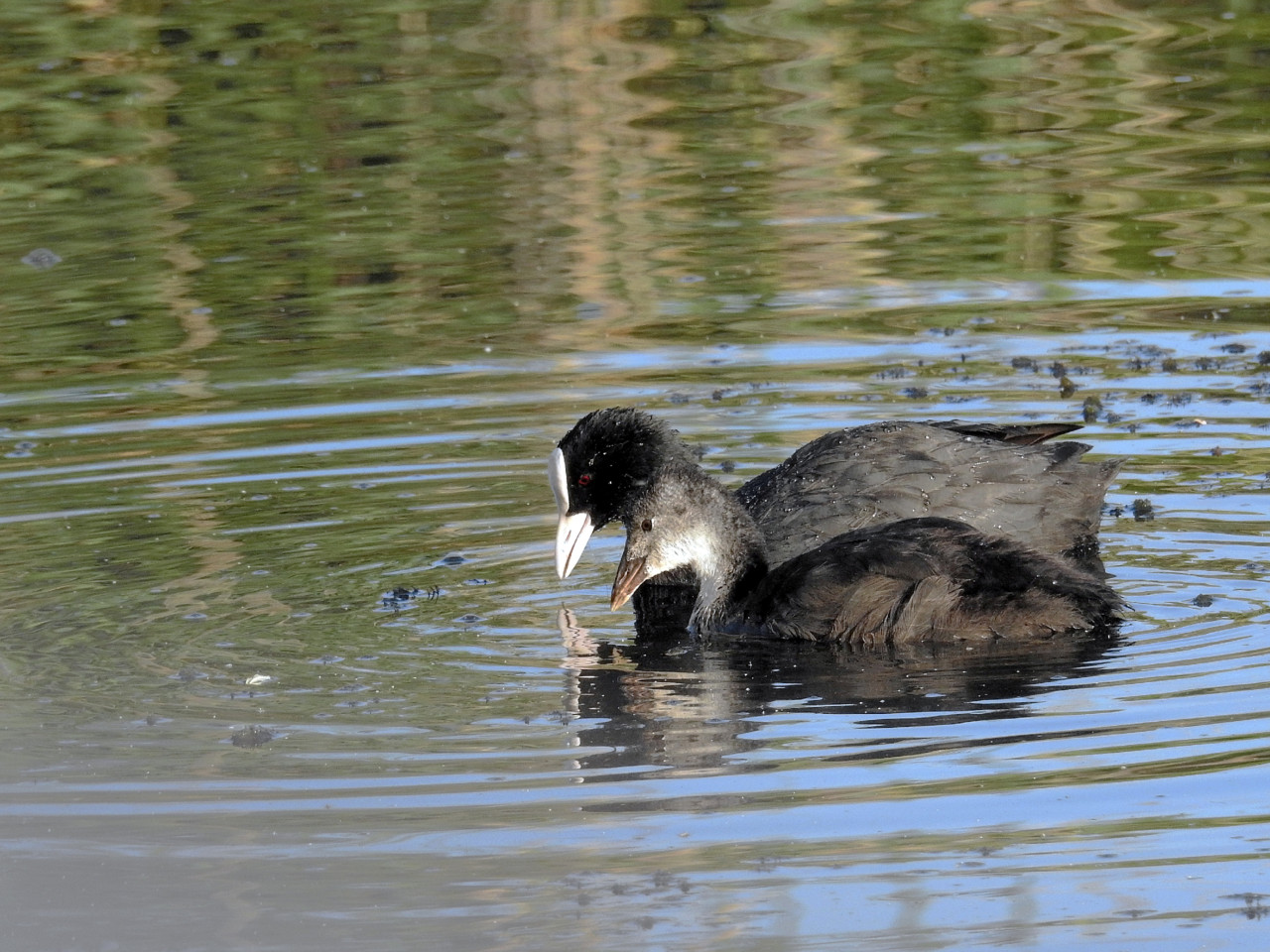 Galeirão-comum (Fulica atra)