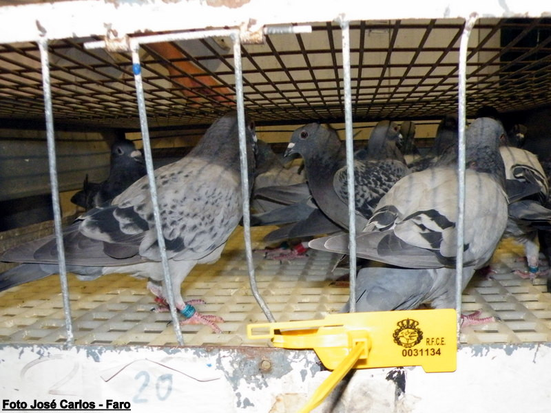 Derby Faro 2016 024.JPG