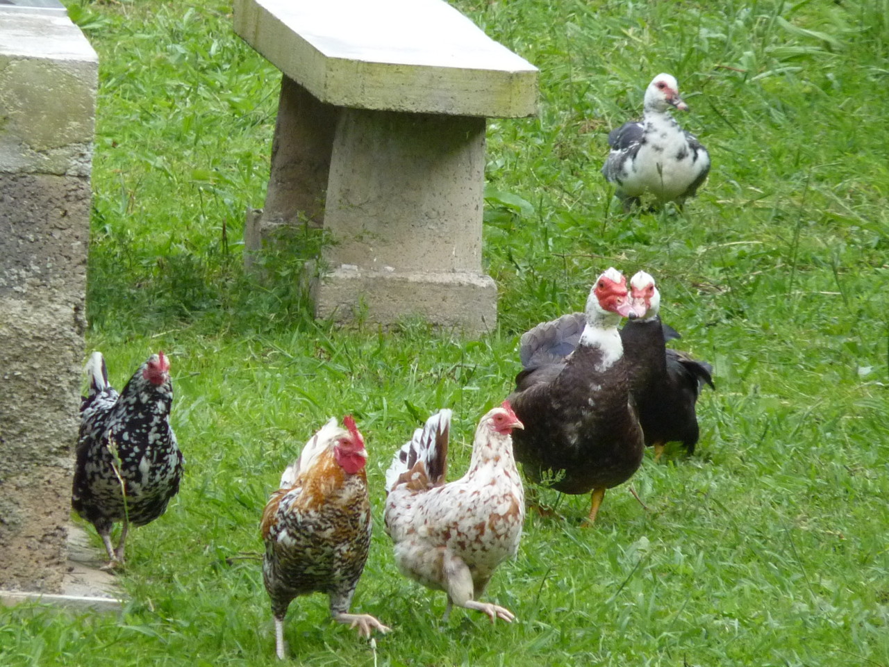 Ribeira do Moinho, Flores (6).JPG