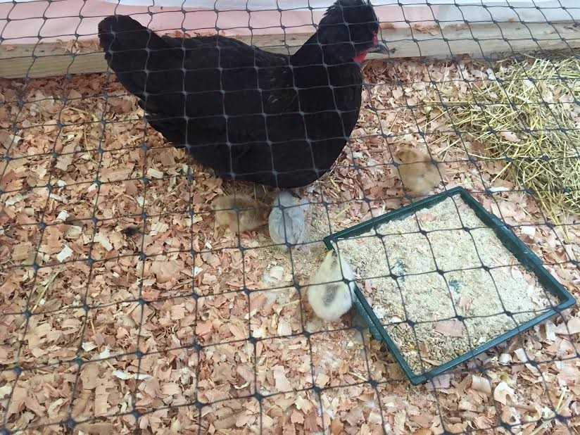 patos 4.jpg patos 4.jpg