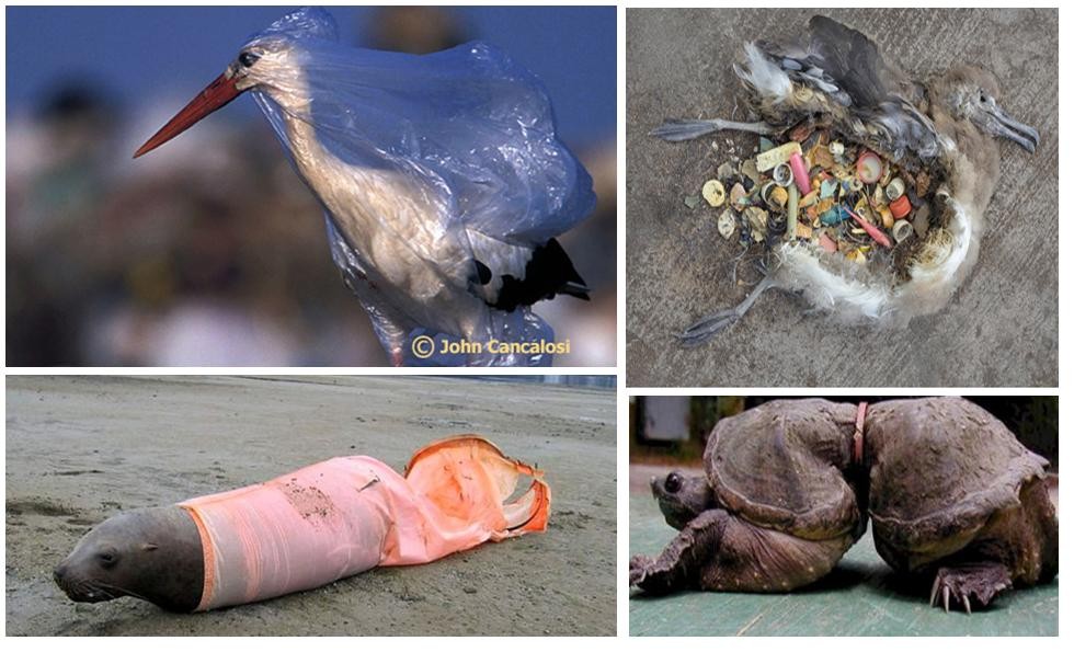 lixo_plastico_no_mar.jpg