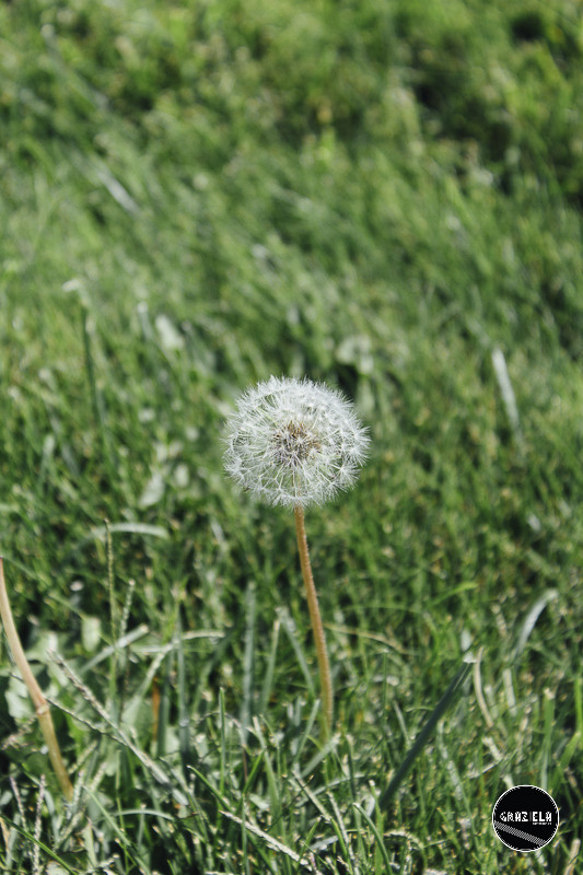 Campo_Maior_Originais-001110.jpg Campo_Maior_Originais-001110.jpg