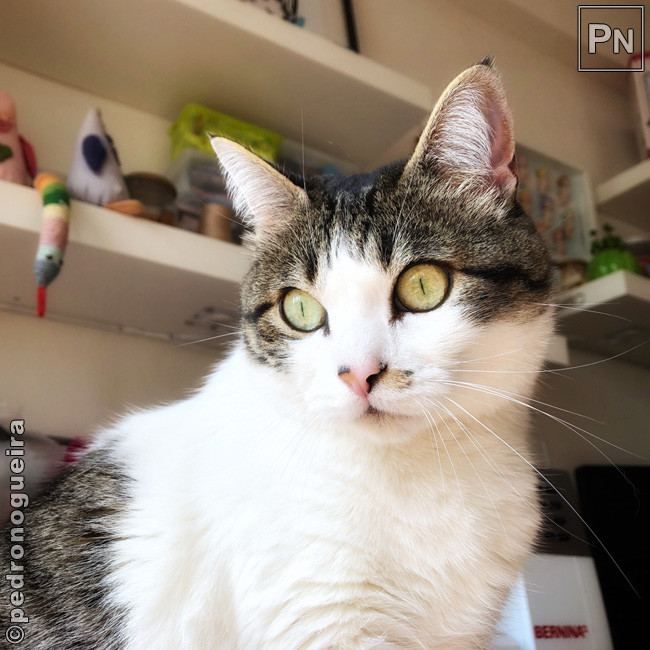 Abr_2020_026b 650px.jpg