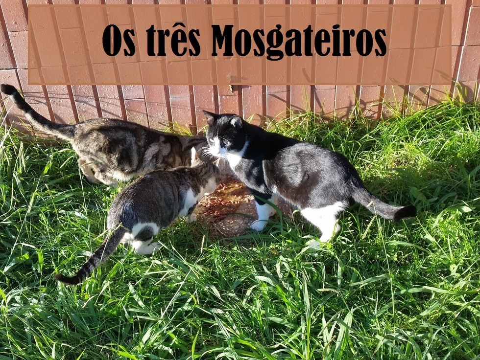 los3mosgateiros.jpg los3mosgateiros.jpg