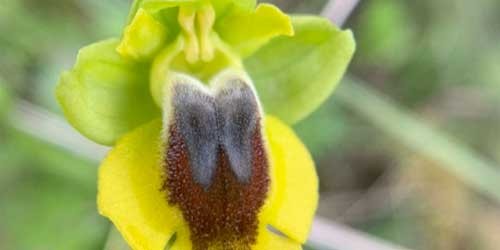 orquidea.jpg orquidea.jpg