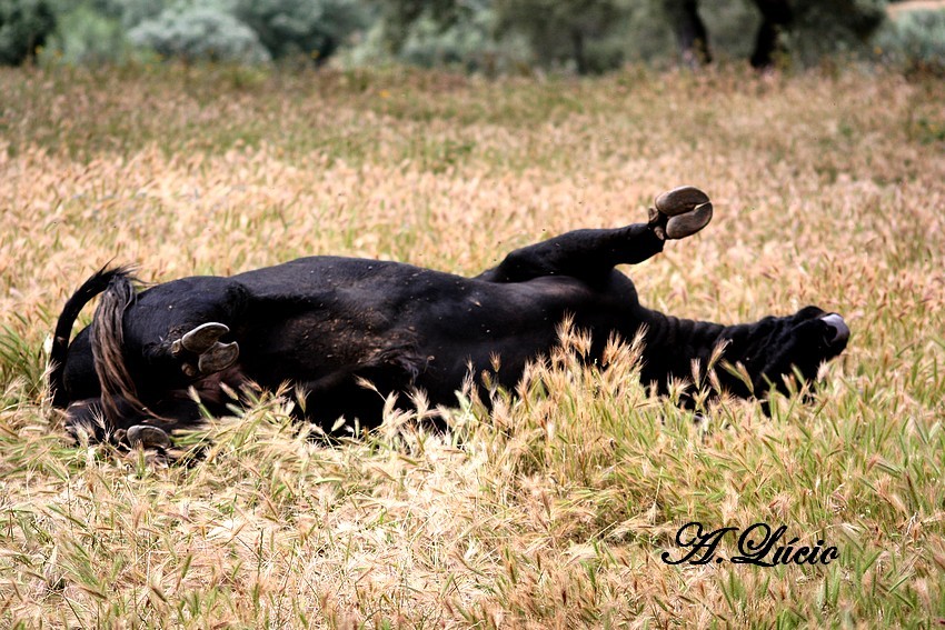 Treino Falé Filipe 150.jpg