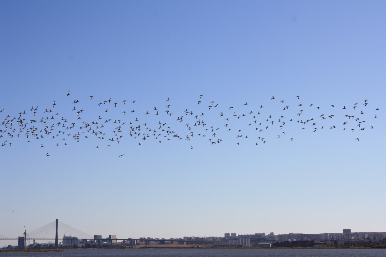 bando de alfaiates.jpg