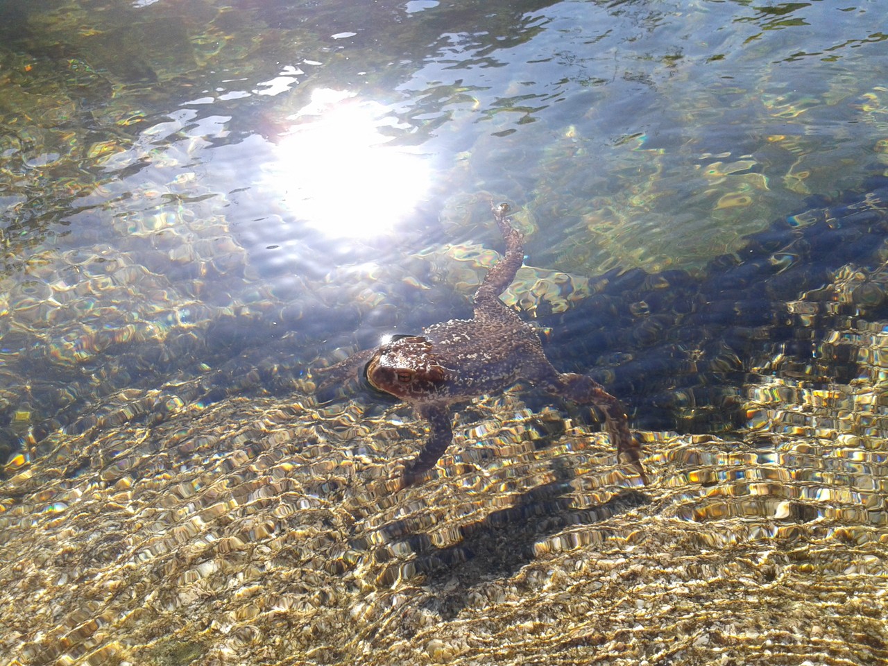 animais3.jpg animais3.jpg