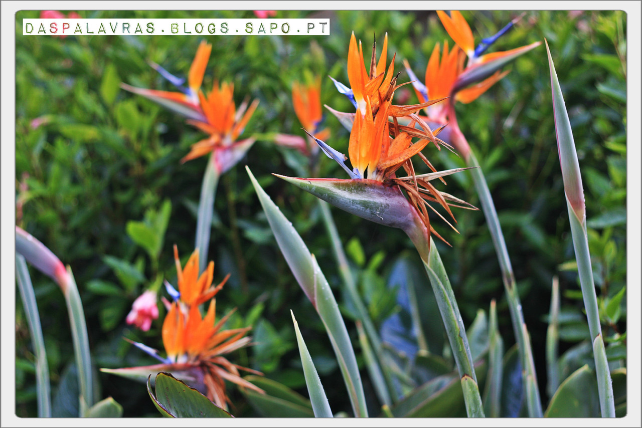 Estrelícias da Madeira - daspalavras.blogs.sapo.pt Estrelícias da Madeira - daspalavras.blogs.sapo.pt