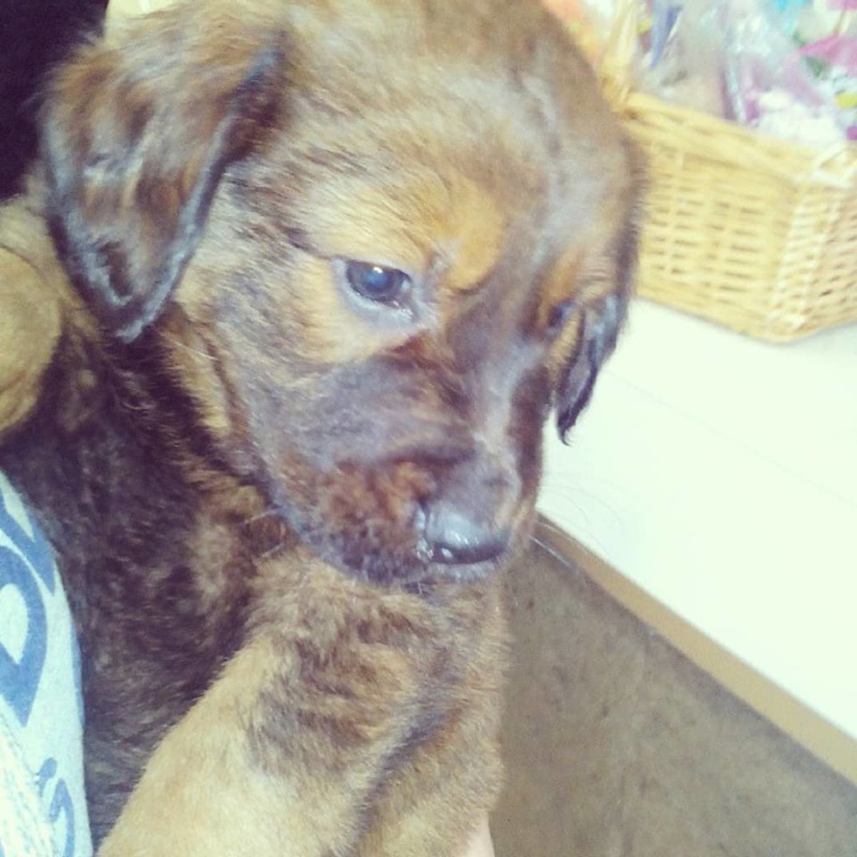 43065870_10155972179956538_8381553151144099840_o.j