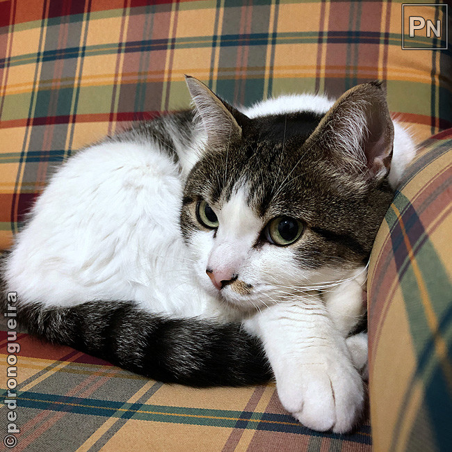 Jul_2020_005a 650px.jpg