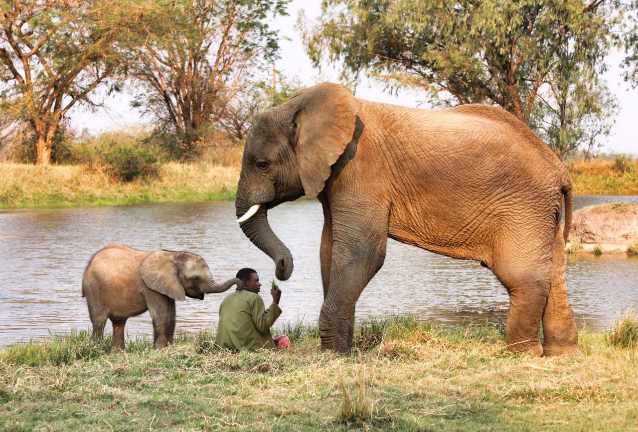 o elefante e o homem.jpg