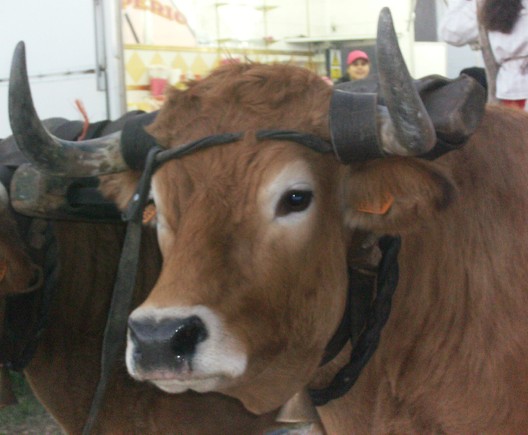 Feira das Mercês 006
