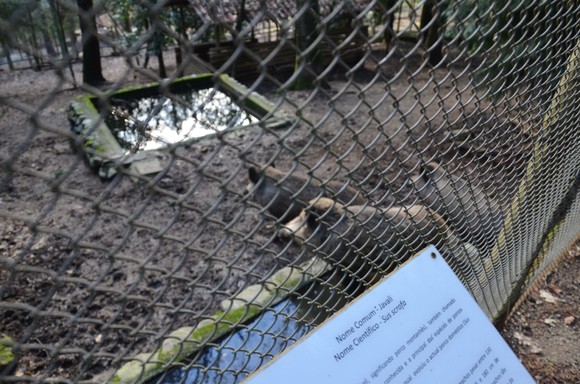 Portão de entrada na jaula dos javalis foi alvo d