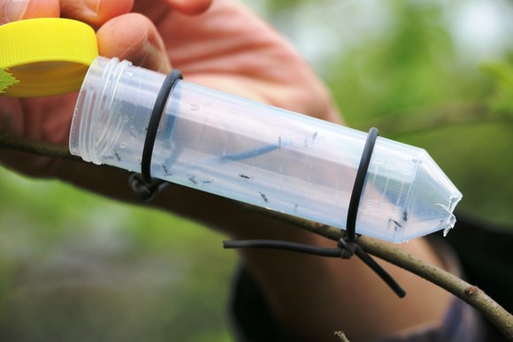 Vespa_castanheiro (3)