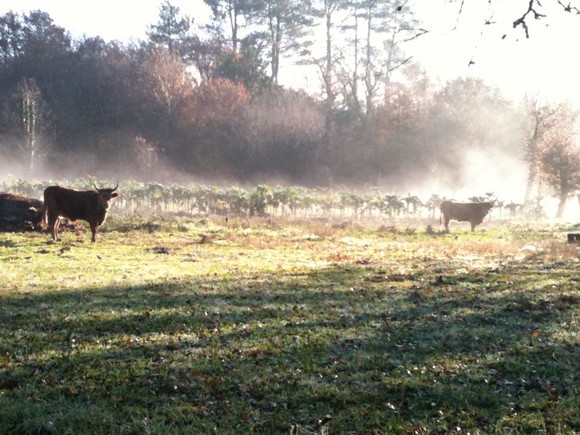 402223_300384209998367_110706878966102_774575_1818