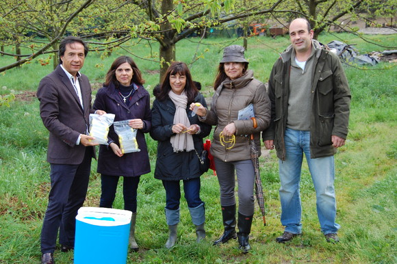 Largadas Torymus Sinensis