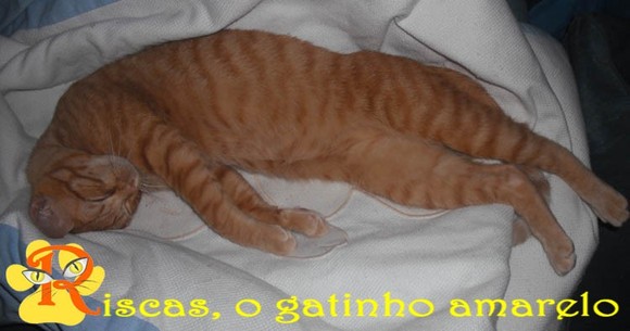gatinho-a-fazer-ó-ó.JPG