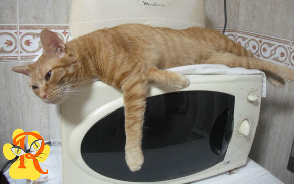gatinho-calor 1.jpg